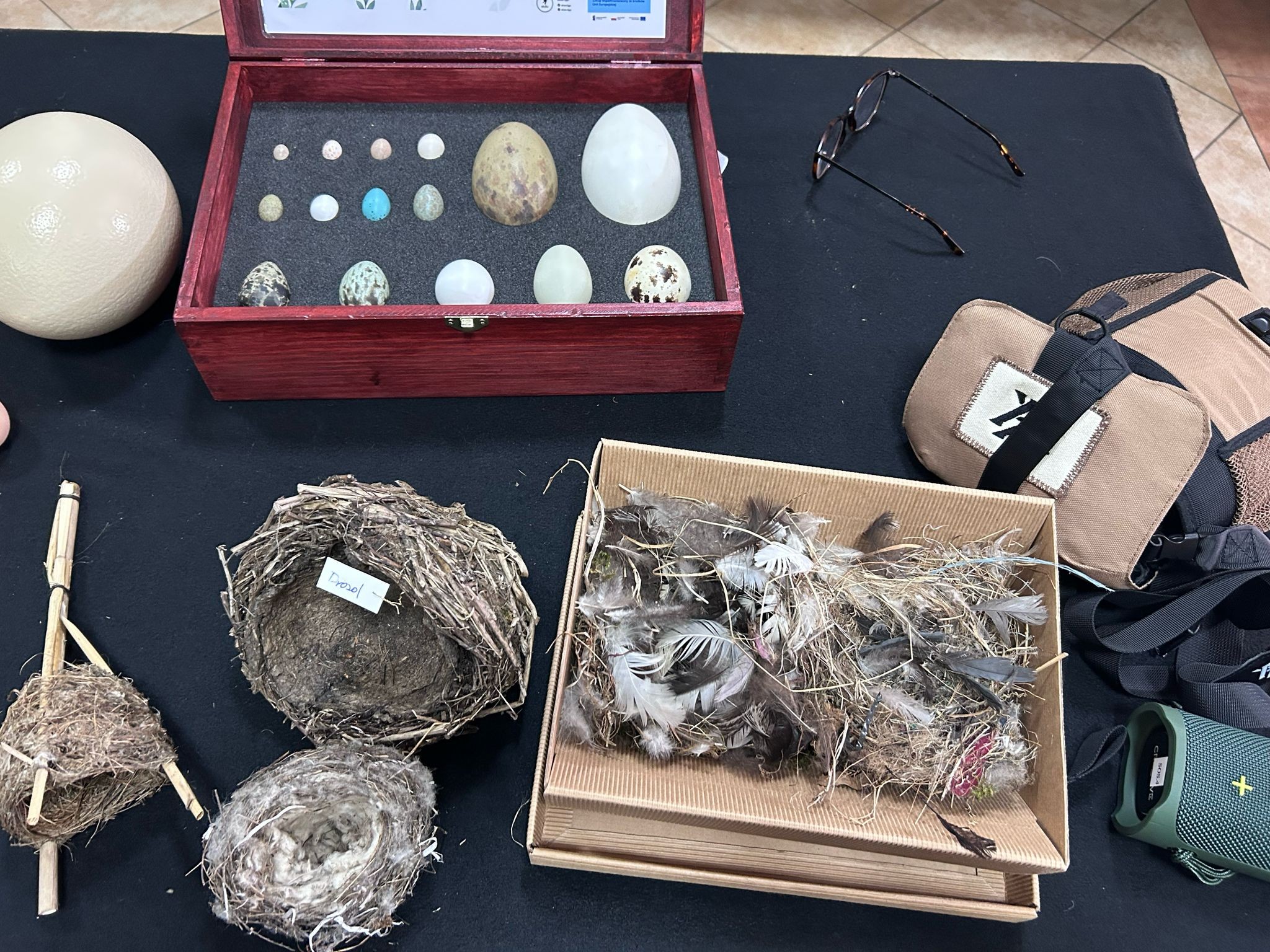 Ptasie gniazda i jajka